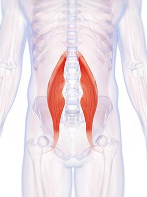 Diagram showing the Psoas Muscle