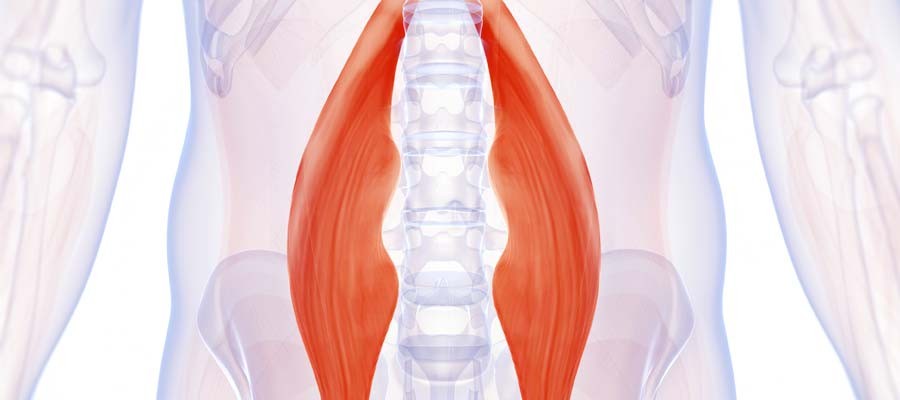 Diagram of the Psoas Muscle